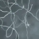 "Frayed glowing electrical wires symbolizing nerve damage and disrupted pain signals in fibromyalgia patients."